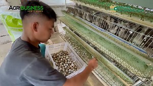119K views · 5.6K reactions | OK PARIN BA MAG QUAIL RAISING BUSINESS NGAYON? 2021 UPDATE | Agribusiness | Facebook