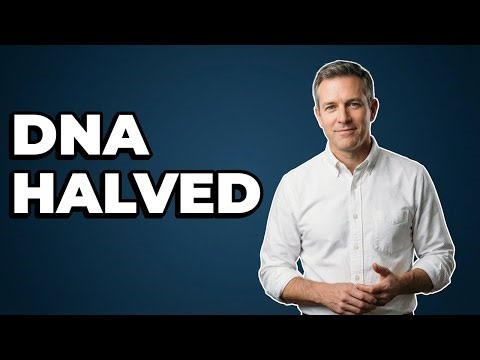 How Does Meiosis Produce Haploid Cells?