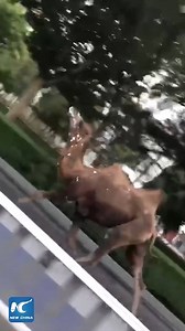 160K views · 2.3K reactions | Camel breaks loose, galloping on streets of Langfang, China. | China Xinhua News | Facebook