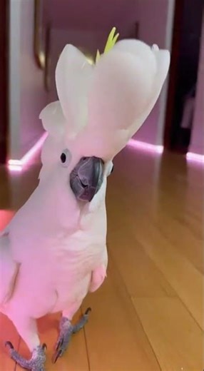 Smartest Parrot Ever Uses Alexa at Midnight 😳