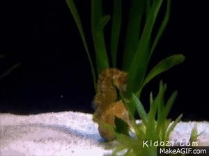 Cute Seahorse Swimming - Video for Kids on Make a GIF