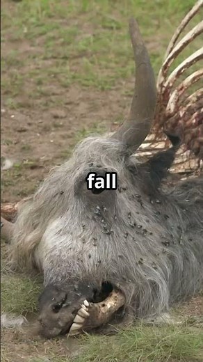 🌊🐈Lake Natron: The Lake That Turns Animals To Stone 🧬🧪
