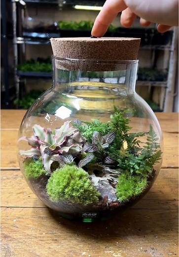 Light-up Terrarium Kit: Create Your Own Ecosystem
