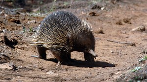 Echidna Fact Sheet