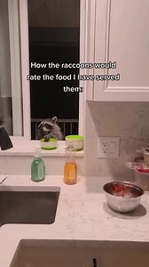 Raccoons Enjoy a Fun Taste Test