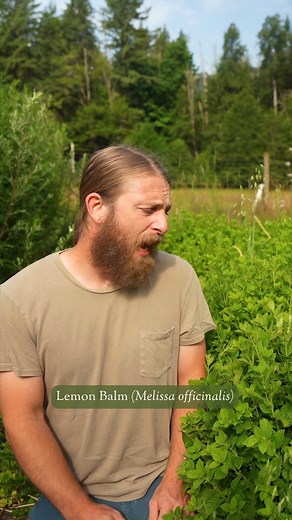 Most herbs are bitter, pungent, or aromatic… but Lemon Balm? 🍋 It’s one of the rare herbs that carries a sour, lemony taste — bright, refreshing, and totally unique. Its flavor alone sets it apart, but its calming, uplifting energy makes it even more special. A gentle reminder that medicine can be light, joyful, and sweetly sour too. 🌿✨ ✨We've been working on a special workshop to share with you next week. Be the first to know by joining the waitlist here: https://www.evolutionaryherbalism.com
