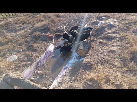 For the love of ducks...DIY solar powered pond pump