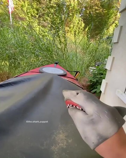 11K views · 341 reactions | POOL IN POOL @thedinopuppet_ @cow.dude - - Backup @thesharkpuppet - - - - - - #meme #dankmemes #shark #sharkpuppet #fortnite #minecraft #tiktok #minecraft #youtube #pool | The Shark Puppet | Facebook