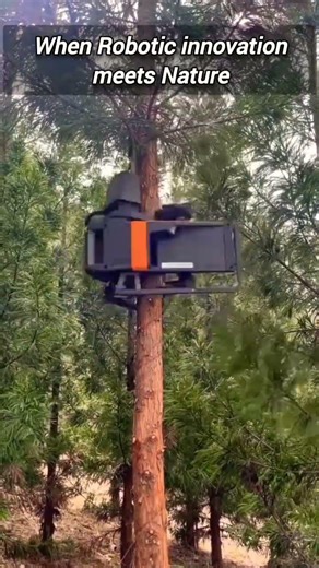 New Automated Technology Revolutionizes How We Manage Tall Timber