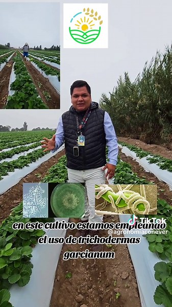 ¿Trichoderma harzianum en el cultivo de fresas en Perú?