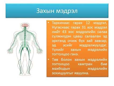 Мэдрэлийн эрхтэн тогтолцоо
