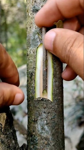 Grafting olive trees #graftingtechniques