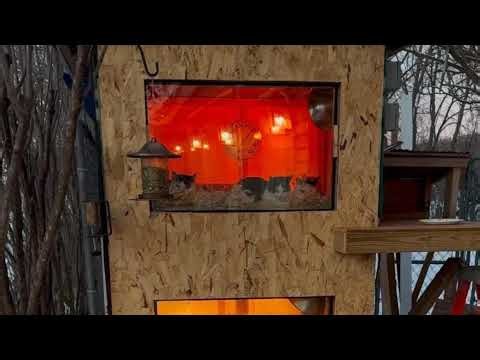 UNCC Camera 2 - back yard view next to creek & road