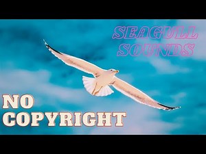 No Copyright Seagull Sound Effect | Ocean Wave Sounds Royalty Free | Nature Sounds Free Download