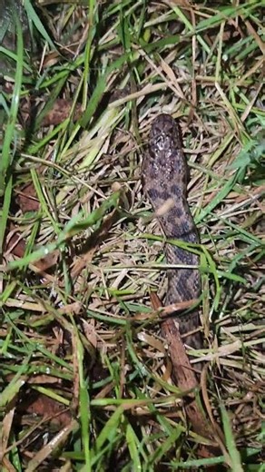 Spotted python in the grass