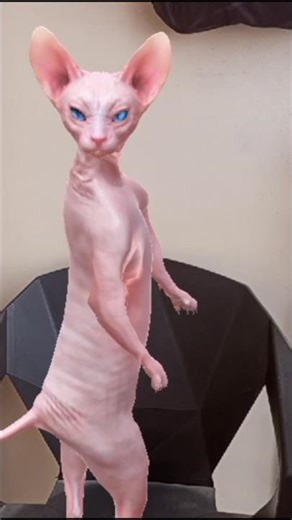 😎🤠 💃✨💃 Sphynx Dancing Cat | Funny Cat Dance 2025 🐾😹