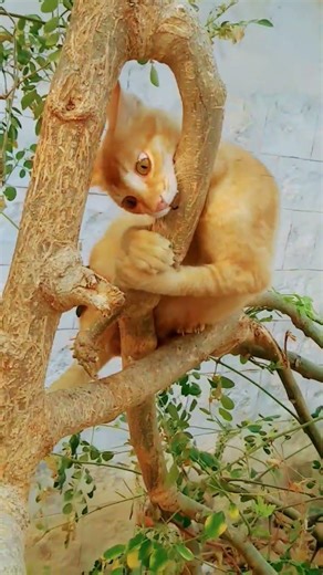 cute cat lovely moments😻 lovely mood🐈#cat videos #trending#shorts#viral #animal