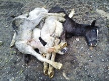 Why are dead foals being dumped across South Wales? - Horse & Hound