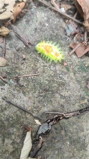 Found this alien looking Caterpillar 🐛🪱 👽