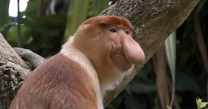 Proboscis monkeys show social behaviors uncomfortably familiar to humans