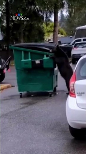 Bear seen pushing dumpster in viral video