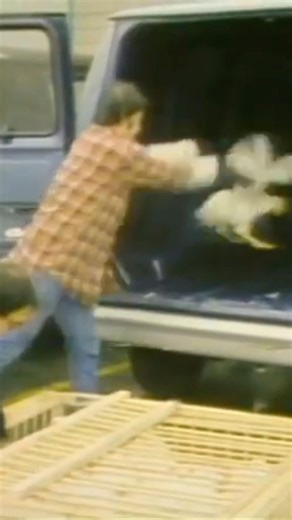 ‘81 Chevy Van Cargo VS… Chicken Hauling