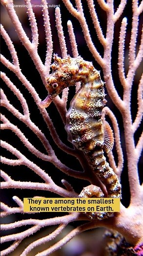 Pygmy Seahorses: The Tiny Masters of Camouflage | Nature Documentary #Wildlife#OceanLife#MarineLife