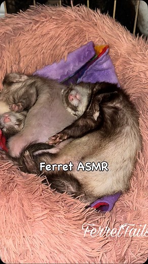 10K views · 1.4K reactions | Ferret ASMR with Leo and Lucy ❤️ . . . . . #ferrets #asmr #cuteferret #ferretlife #ferretlove #huron #ferretswag #cuteanimals #sleepybabies #bigstretch | Ferrettails | Facebook