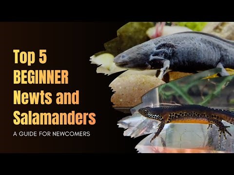 Top 5 Beginner-Friendly Newt & Salamander Species