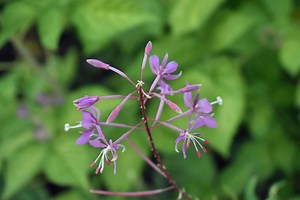 Fireweed