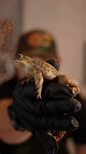 4.4K views · 27 reactions | Frog legs 例‍ Recipe ⤵️⤵️ Tell me you...