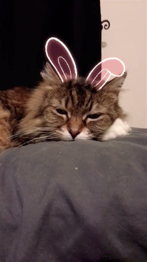 Hunter Says I Am Your Easter Bunny Kitty For This Sunday 😸🐾 #cat #kitty #easter #cute #adorable