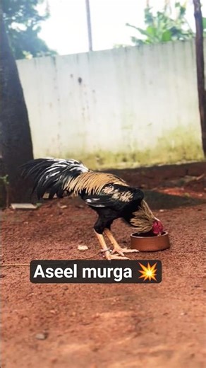 Aseel murga 💥#shortsvideo #aseelmurga #youtubeshorts