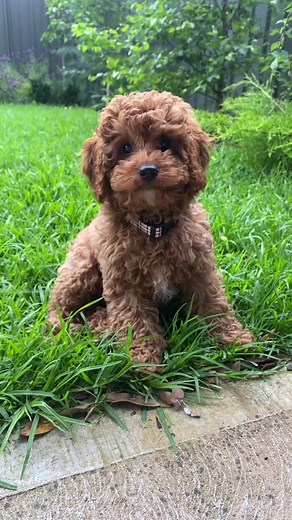 Toy Cavoodles: Growth, Size, and Colors Explained