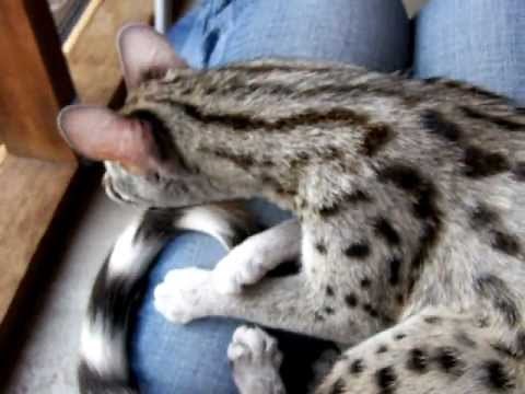 Exotic Animals as Pets - The Spotted Genet