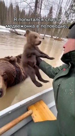 Медведица с детенышем оказались в ловушке половодья 😢🐻