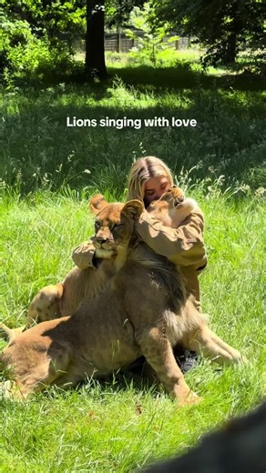 Lions Singing with Love