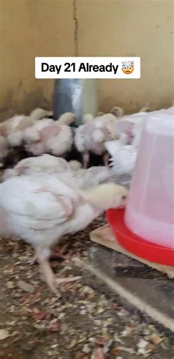 1.1K views · 42 reactions | Dear Poultry Farmer, At Day 21 (3 weeks) of raising broiler chickens, your birds are now entering the grower stage, which is a crucial phase for body development and feed efficiency.  1. Average Performance.  2. Feed and Nutrition.  3. Management Tips.  4. Health and Medication. 粒 5. Hygiene.  6. Goals for Next Week (Day 28). YOUR FAVORITE POULTRY FARMER  | Poultry Farming Lifestyles and Stories. | Facebook