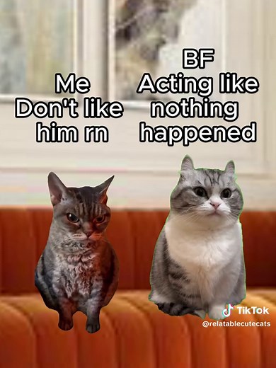 Cat Farts Compilation: Funny and Relatable Cat Memes