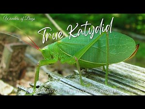 True Katydid 🦗 | INSECTS FOR KIDS Learning | Nature | Grasshopper 🌿