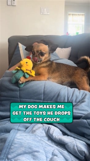 Pick up my toy, human 🫵👏 | Furry Tails