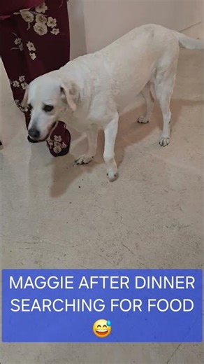 #afterdinner #search #forfood #maggie #labrador