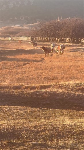 Dinner time! #texaslonghorns #farmlife #rancherwade #utah #ranchtok #yellowstone #farmtok #cowboy #ranchlife #ranch #cowtok
