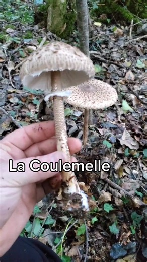 Découverte de la Coulemelle - Un Champignon Délicieux à Ne Pas Manquer