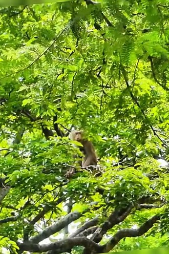 Ohh my God !! Big female Monkey cry ask small Monkey why doing like this ?? ? #reelsvideo #reel #cutemonkey #babymonkey #newbornbabymonkey | All Videos