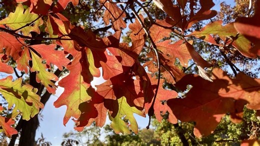 Iowa fall colors: How recent weather might influence this season's foliage