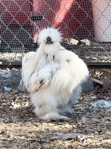 Is it a bird? Is it a cotton ball? Is it a muppet? Yes. #silkiechicken #poultry #chickens #chickensoftiktok #farmlife