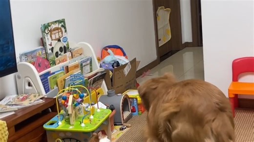 小狗杰克不会以为自己是公猫吧！