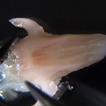 Video: An Effective Manual Deboning Method To Prepare Intact Mouse Nasal Tissue With Preserved Anatomical Organization