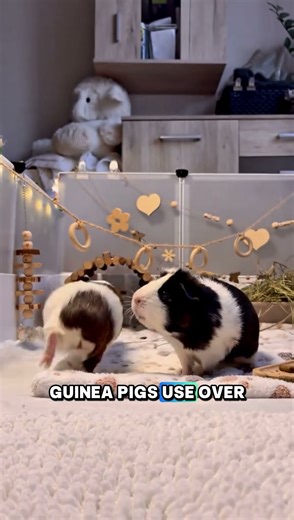 This Is Why Guinea Pigs Are the MOST Misunderstood Pets